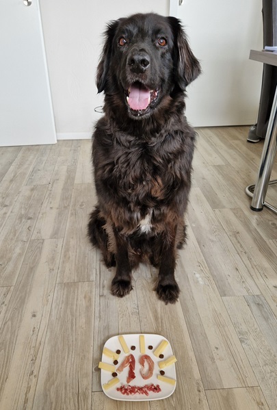 Mein Hund sitzt vor einem Teller, auf dem mit Schinken und Käse die Zahl 10 drappiert ist. Es ist ein Leckerlie-Teller zu seinem 10. Geburtstag